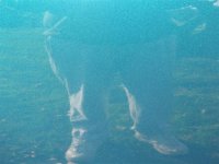 IMG_0439 (Medium).JPG