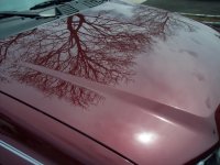 hood shot.jpg