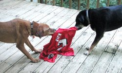 vick-haters.jpg