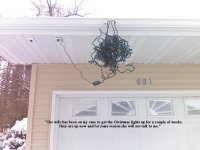 christmaslights.jpg