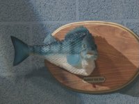 fish.jpg