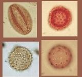 pollen-sm.jpg
