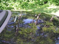 SC430 Reflections at 440.jpg