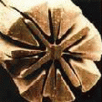 imageview.php.gif