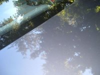 Trunk.JPG