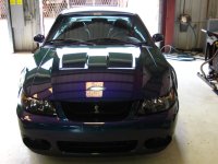 gotstang 064 (Large).jpg