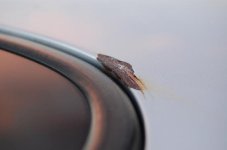 DSC_0304.JPG