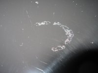easterhunt 061.jpg
