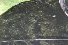Hood reflection.jpg