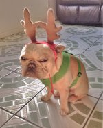 i-hate-christmas.jpg