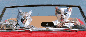 CatsRedCarFun.gif