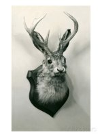 stuffed-jackalope.jpg