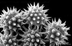 pollen1.jpg