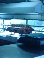 IMG_20120522_110643.jpg