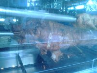 IMG_20120522_110347.jpg