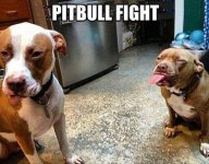 pitbull fight.jpg