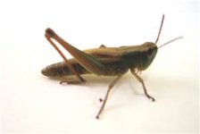 bug.jpg