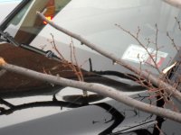 Treefall3.jpg