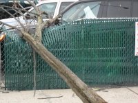 Treefall4.jpg