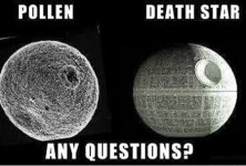 pollen.jpeg