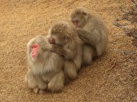 Monkey Cleaning.jpg