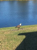 bald eagle 1.jpg