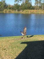 bald eagle 2.jpg