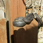 snake2.jpg