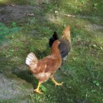 chick.jpg