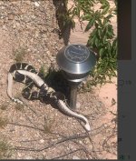 king snake .jpg