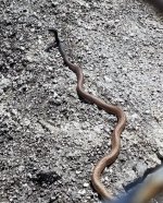 snake.jpg