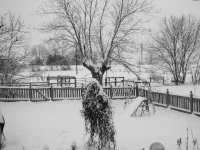 backyard 2.jpg