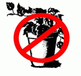 plant.gif