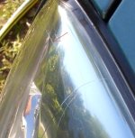 acarpdr_0615.jpg