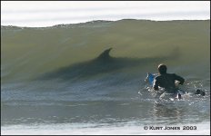 sharkboard.jpg