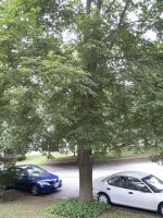 evil tree.jpg
