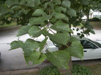 evil tree leave.jpg