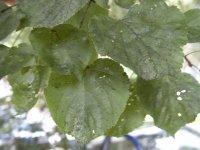 close leaves.jpg