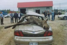 moose2.jpg