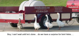 ducksdetail.jpg