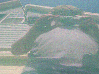 g1010016.gif