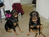 rottie1.jpg