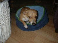 bruiser2.JPG