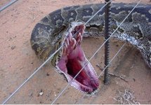 tn_snake.JPG