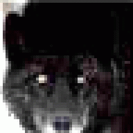 Cujo31