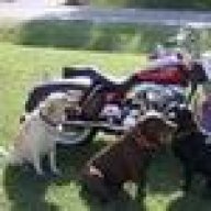 3Dog