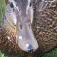 perry