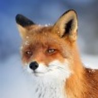 The_Fox