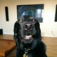 Black Lab