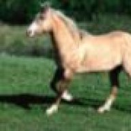 palomino